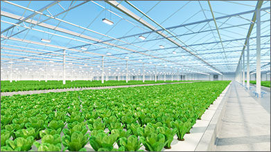 How Horticultural Crops Benefit from Diffuse Light 