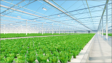 How Horticultural Crops Benefit from Diffuse Light 