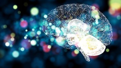 Brain