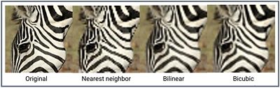 Comparison of Zebra Image Resolutions: Original, Nearest Neighbor, Bilinear, Bicubic