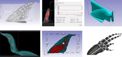 Model generation of porpoise fin in Simpleware ScanIP from DICOM data