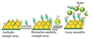 Schematic illustration of SERS immuno-sensor for biomarker operating detection | 