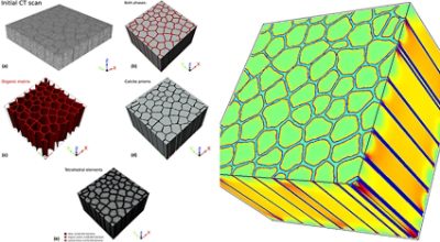 CT image processing and calculation of stress distribution using Simpleware software