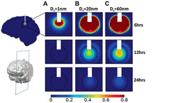 Simulated drug concentration simulation for brain cancer treatment (CC BY 4.0)