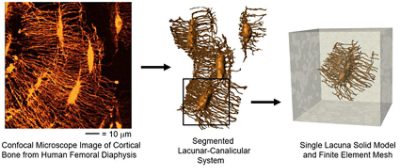 Meshing of the osteocyte lacunar-canalicular system