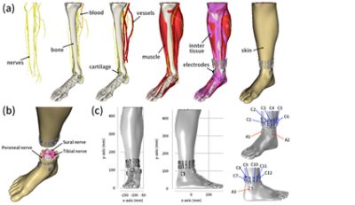 Model used for simulating tactile sensations in the lower leg (CC BY 4.0)
