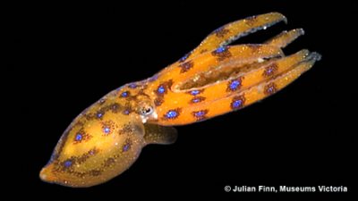 Picture of a blue-ringed octopus hatchling from Museums Victoria