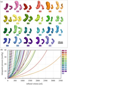 Patient-specific models of 23 patients before and after LSG (CC BY 4.0)